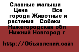 Славные малыши! › Цена ­ 10 000 - Все города Животные и растения » Собаки   . Нижегородская обл.,Нижний Новгород г.